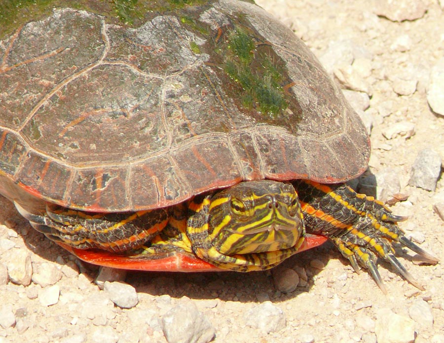 turtle