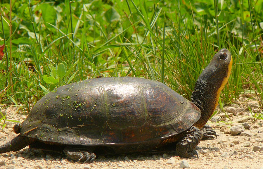 turtle 2