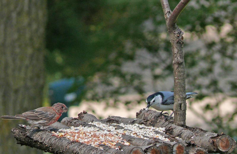 two birds