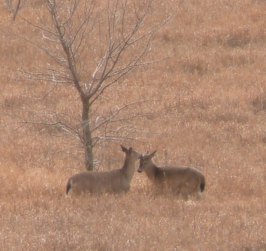 two deer