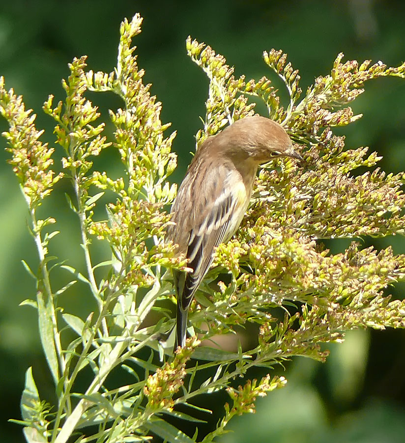 Unknown Bird
