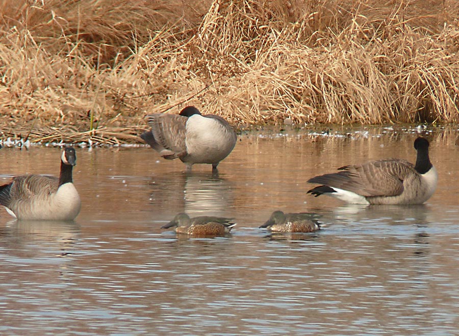 unknownducks