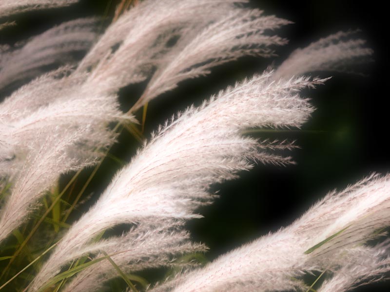 weeds