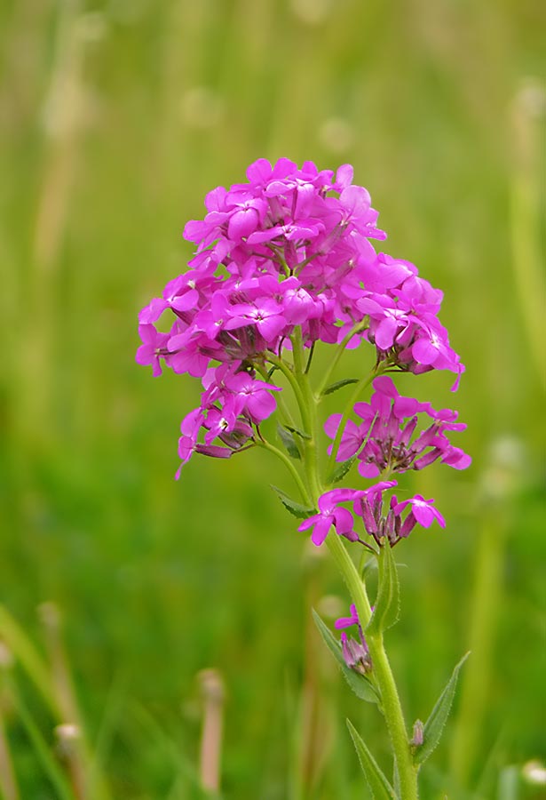 wildflower