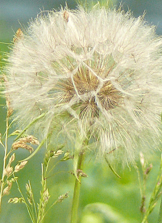 Dandelion