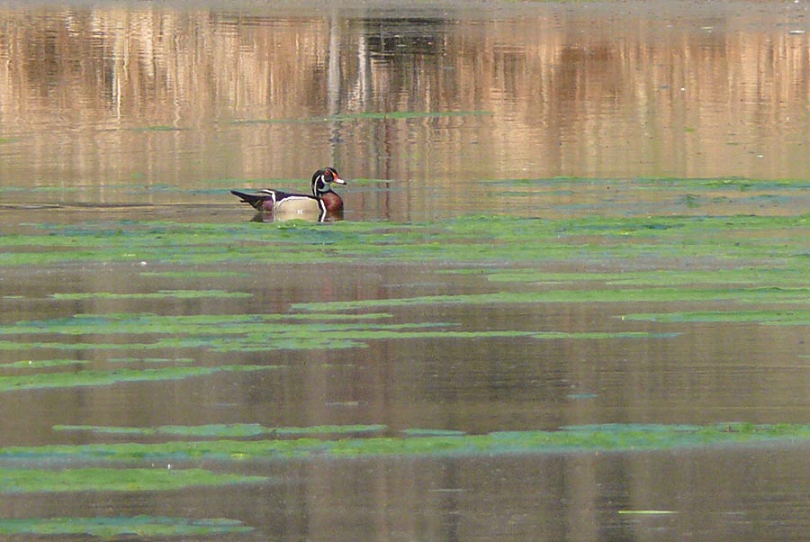 wood duck