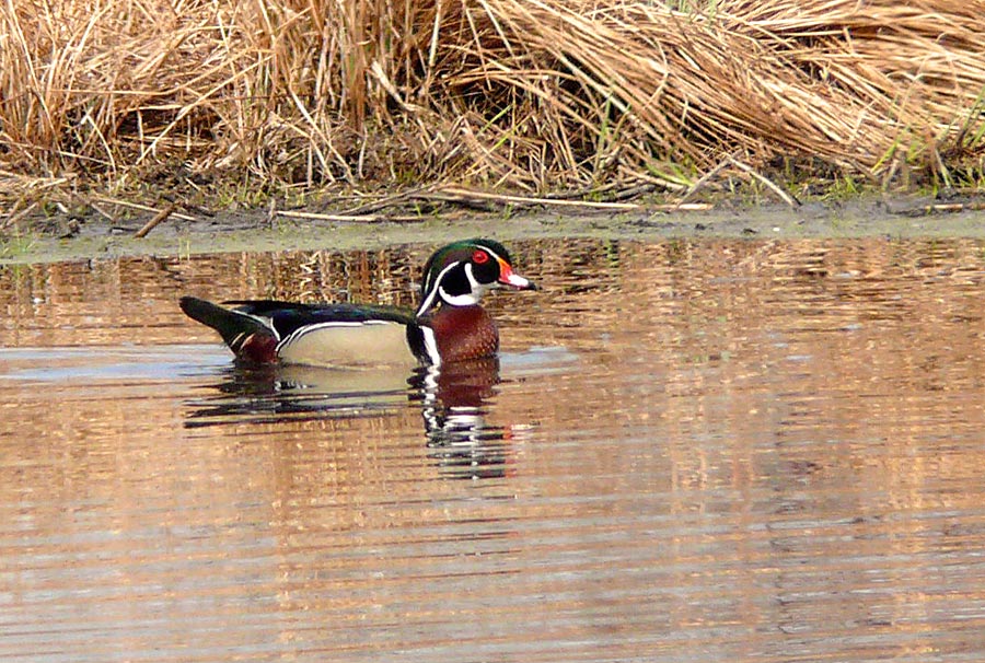 wood duck