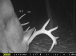 12 Point Buck