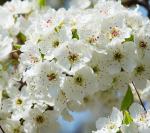 Flowers from a tree in the front yard