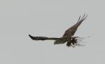 Osprey Carrying Weeds