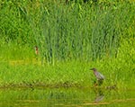 2 herons