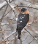 Cooper's Hawk
