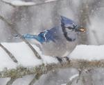 Blue Jay