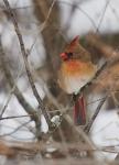 Female Cardinal