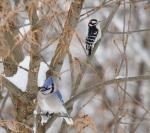 Downy and Blue Jay