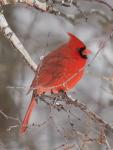 Northern Cardinal