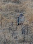Northern Harrier