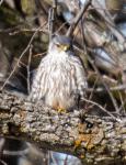 Merlin