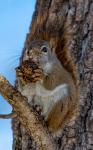 Enjoying a Walnut