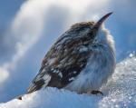 Brown Creeper
