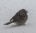 Fox Sparrow