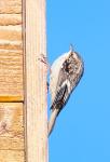 Brown Creeper