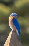 Eastern Bluebird