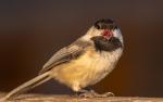 Boisterous
