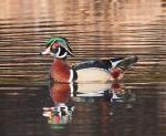Wood Duck