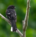 Eastern Towhee