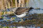 Greater Yellowlegs