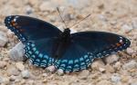 Red Spotted Purple