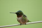 Ruby-Throated Hummingbird