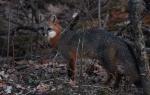 Gray Fox at dusk