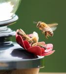 Hogging the hummingbird feeder