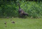 Momma & babies