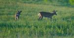 2 Bucks
