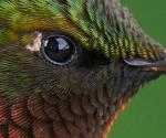 Extreme Close-up
