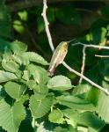 Harold on a branch