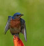 Eastern Bluebird