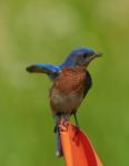 Eastern Bluebird