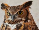 Great Horned Owl