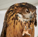 Eurasian Eagle Owl