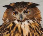 Eurasian Eagle Owl