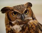 Great Horned Owl