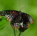 Baltimore Checkerspot Butterfly