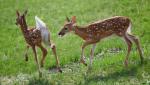 Fawns playing