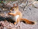 Baby Red Squirrel