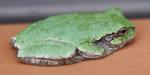 Tree Frog