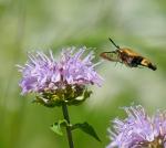 Hummingbird Moth